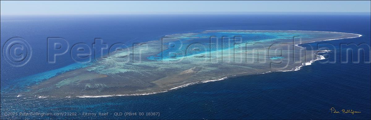 Peter Bellingham Photography Fitzroy Reef - QLD (PBH4 00 18387)